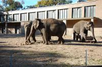 Imagine atasata: Zoo Berlin 0148.JPG